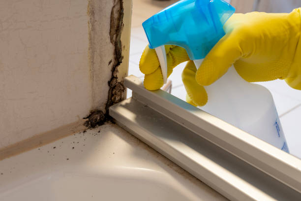 Best Mold Damage Repair  in Mount Holly Springs, PA