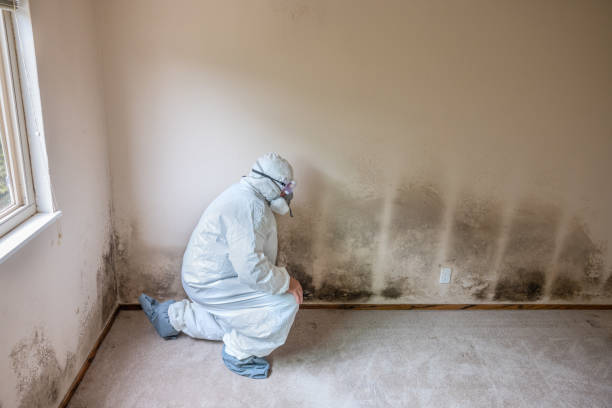 Crawl Space Mold Removal in Mount Holly Springs, PA