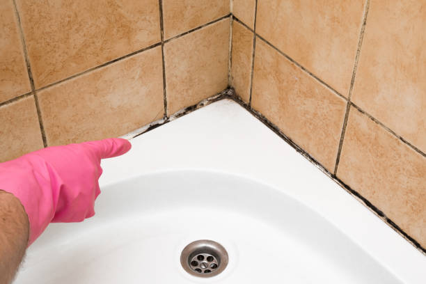 Best Same-Day Mold Removal  in Mount Holly Springs, PA
